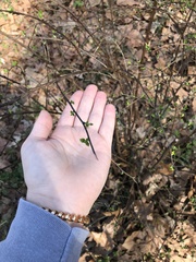 Neviusia alabamensis