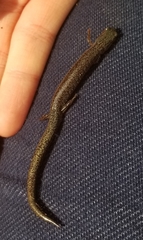 Plethodon cinereus
