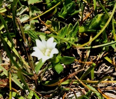 Gentiana riparia