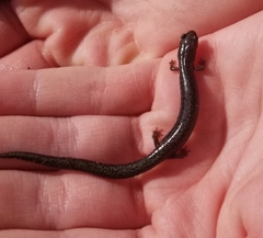 Plethodon cinereus