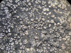 Rhizocarpon geminatum