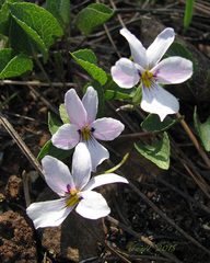 Viola cuneata