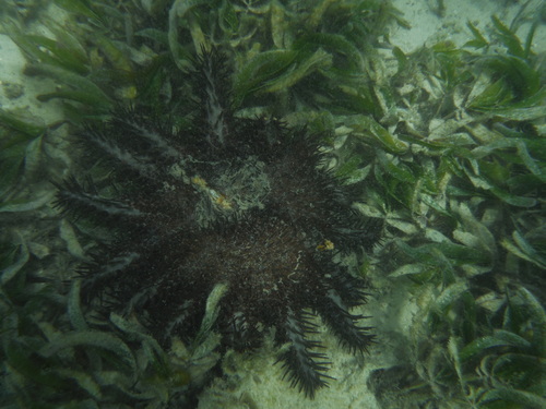 Acanthaster mauritiensis