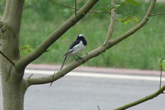 Motacilla alba