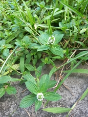 Spermacoce palustris