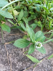 Spermacoce palustris