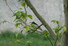 Motacilla alba