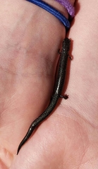 Plethodon cinereus
