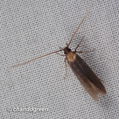 Tegenocharis tenebrans