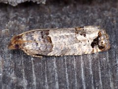 Notocelia culminana