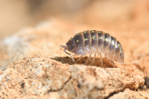 Southern Pill Woodlouse, photo 2 of 10
