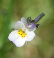Viola kitaibeliana