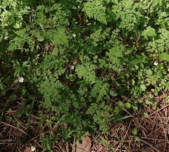 Viola kitaibeliana