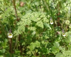 Viola kitaibeliana