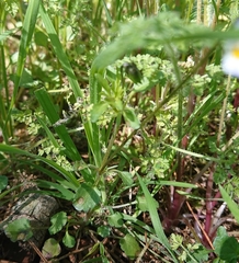 Viola kitaibeliana
