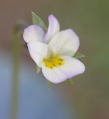 Viola kitaibeliana
