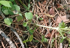 Viola kitaibeliana