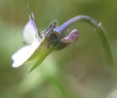 Viola kitaibeliana