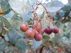 Arctostaphylos viscida mariposa