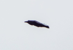 Corvus corax