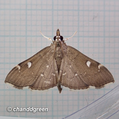 Protonoceras capitalis