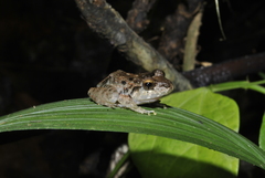 Craugastor laevissimus