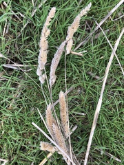 Phalaris caroliniana