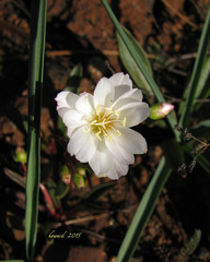Lewisia oppositifolia