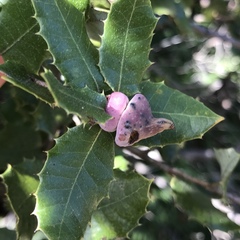 Heteroecus sanctaeclarae