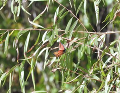 Limenitis archippus obsoleta