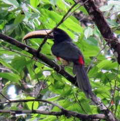 Pteroglossus aracari