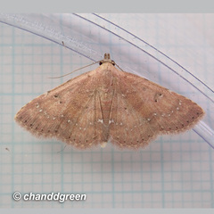 Cerynea punctilinealis