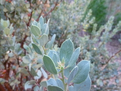 Arctostaphylos viscida mariposa