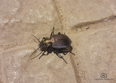 Calosoma alternans