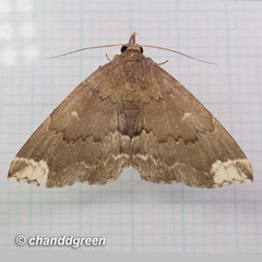 Adrapsa quadrilinealis