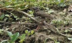 Anthus hodgsoni