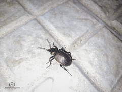 Calosoma alternans