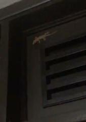 Lepidodactylus lugubris
