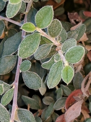 Helichrysum petiolare