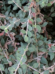 Helichrysum petiolare