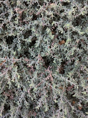 Helichrysum petiolare