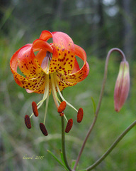 Lilium pardalinum vollmeri