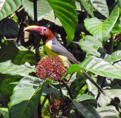 Pteroglossus viridis