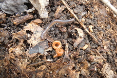 Strigamia branneri