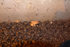Anura