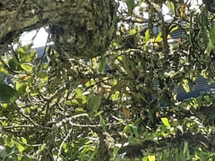 Campylorhynchus zonatus