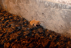 Anura