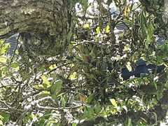 Campylorhynchus zonatus