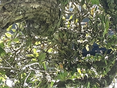 Campylorhynchus zonatus