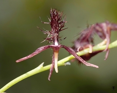 Bulbophyllum tremulum
